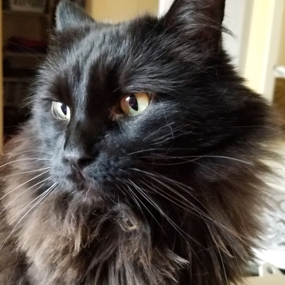 Meet your Posher, Nancy - Picture 1 of 1